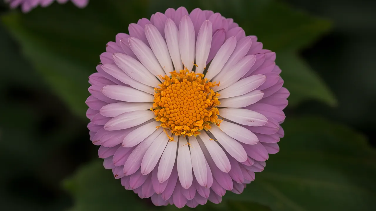Ronenia